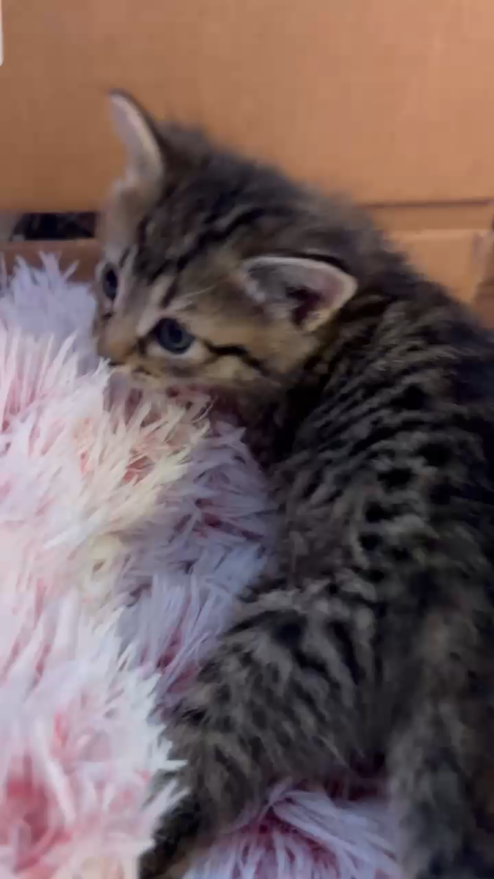 Kitten Season... who wants to adopt ?