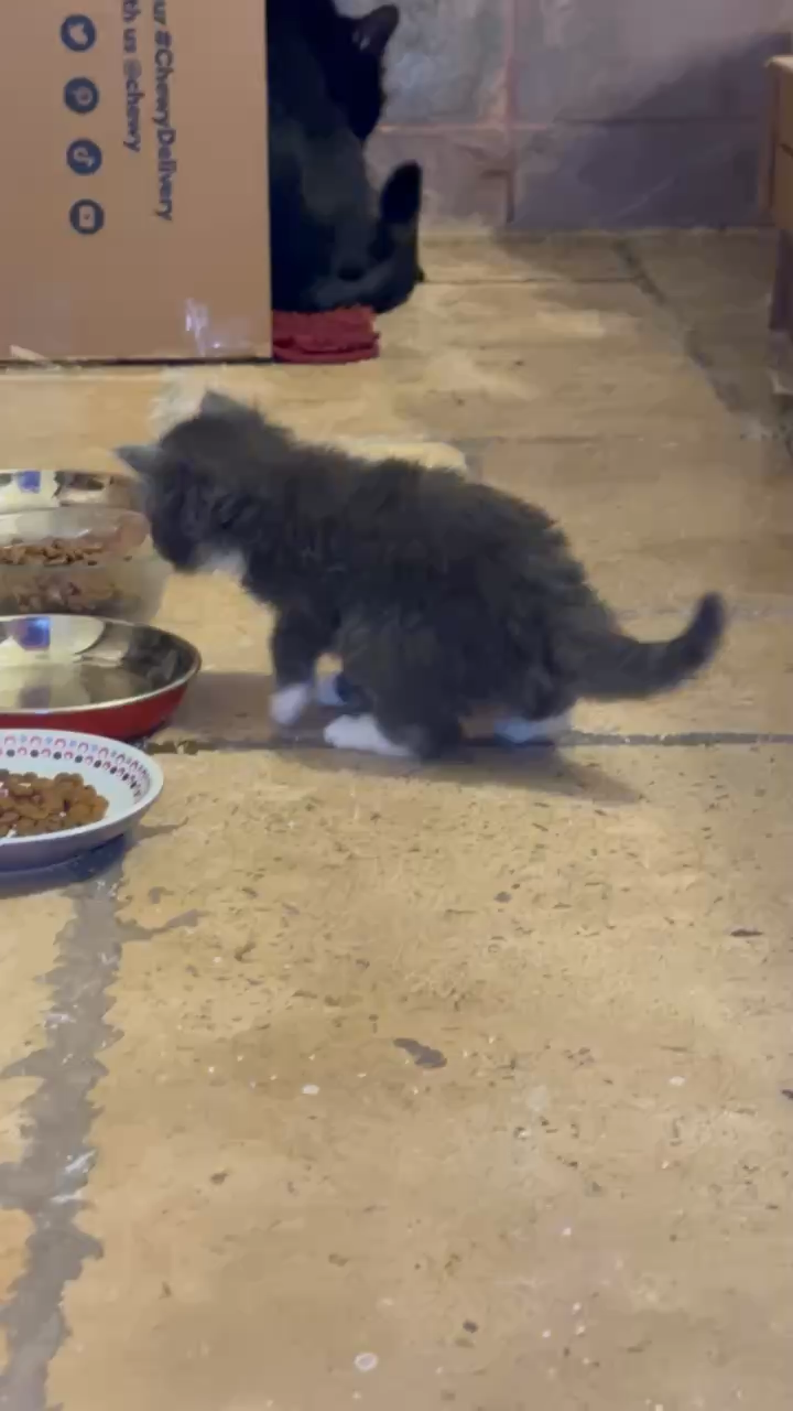 Cutie Kitties